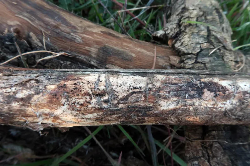 Coniochaeta ligniaria 1 - IMG_4900